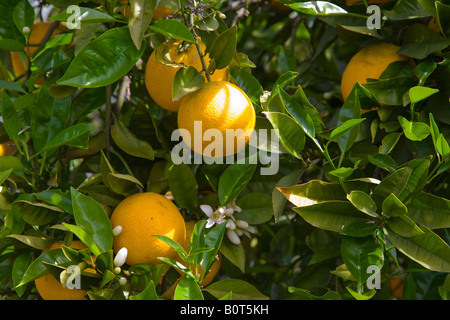 De plus en plus oranges fraîches sur l'arbre dans un bosquet d'agrumes dans le sud du Portugal Banque D'Images