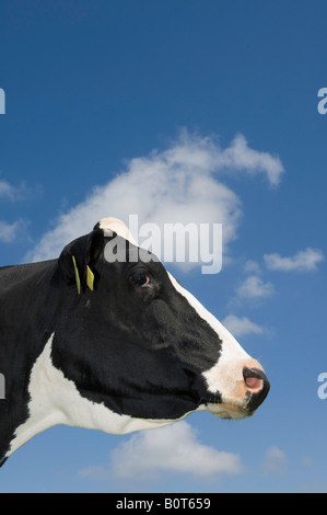 Tête de vache holstien noir et blanc contre le ciel bleu Cumbria England Banque D'Images