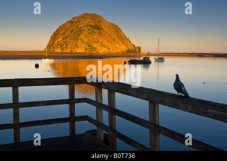 Regarder le lever du soleil lumière Pigeon sur Morro Rock de pier Morro Bay, Californie Banque D'Images
