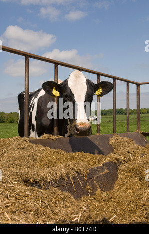 Alimentation de la vache Holstein dans une piscine d'ensilage Angleterre Carlisle Banque D'Images