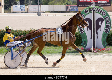 Course de sable et de cendre à Marsa racetrack, Trotters, les courses de chevaux, les courses de trot au Racing Club, hippodrome Rue, Marsa, Malte. Banque D'Images