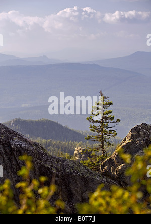 Lonely tree sur un rocher de la montagne Malinovaya Banque D'Images