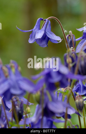 Columbine Aquilegia vulgaris, Pays de Galles, Royaume-Uni. Banque D'Images