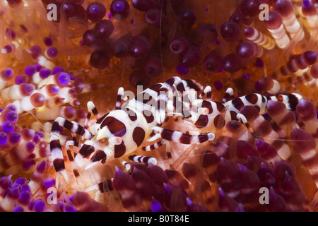 Couple de crevettes sur un oursin coloré sous l'eau Banque D'Images