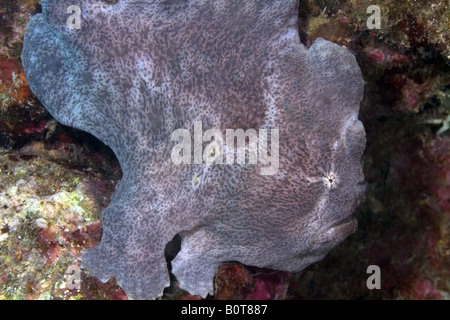 Poisson Grenouille géant sur la barrière de corail sous l'eau Banque D'Images