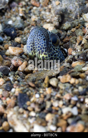 L'anguille de jardin sortant de un trou dans le sable en bas sous l'eau Banque D'Images