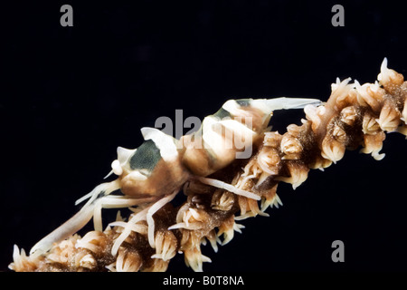 Crevette commensale sur un fil noir coral sous l'eau Banque D'Images