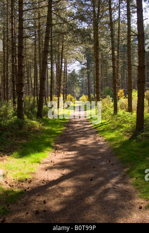 La Forêt de Thetford, Norfolk, UK Banque D'Images