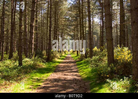 La Forêt de Thetford, Norfolk, UK Banque D'Images