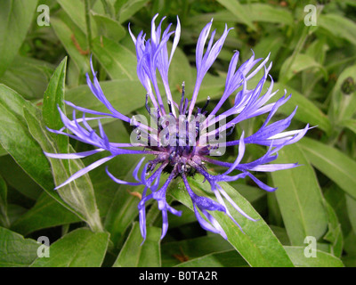 C'est une jolie fleur violet et bleu sur un fond de feuilles. Banque D'Images