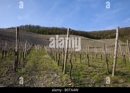 Vue sur les vignes à Piesport sur la Moselle en Allemagne Banque D'Images