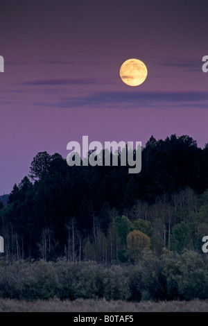 Harvest Moon se lève au coucher du soleil au-dessus de trembles et de pins Grand Teton WYOMING Pk l Nat Banque D'Images