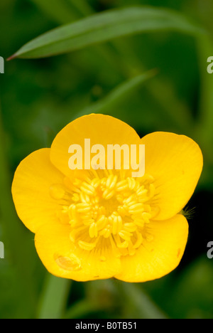 Fleur en forme de Buttercup rampante Ranunculus rupens, pays de Galles, Royaume-Uni. Banque D'Images