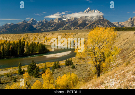 Arbre généalogique Cottonwood à l'automne le long de la rivière Snake sous le Teton Mountain Range Parc National de Grand Teton Wyoming Banque D'Images