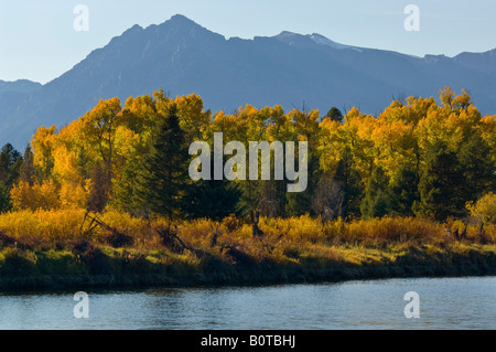 Les couleurs de l'Automne doré sur les arbres le long de la rivière Snake ci-dessous blanche reste Peak mountain Parc National de Grand Teton Wyoming Banque D'Images