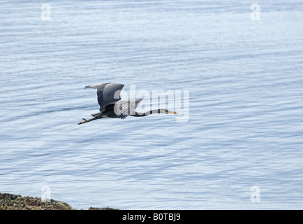 North American Grand héron Ardea herodias en vol. Banque D'Images