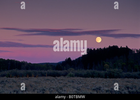 Harvest Moon se lève au coucher du soleil au-dessus de trembles et de pins Grand Teton WYOMING Pk l Nat Banque D'Images