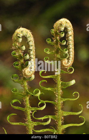 Épée commune Polystichum munitum Banque D'Images