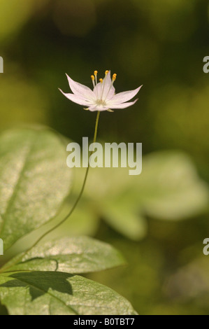 Trientalis latifolia La trientale boréale de l'Ouest (syn. Trientalis borealis dans la forêt de l'ombre Banque D'Images