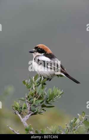 Woodchat shrike Lanius sénateur printemps Espagne Banque D'Images