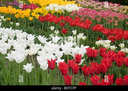 Rangées de tulipes colorées en fleur Derbyshire England UK Banque D'Images