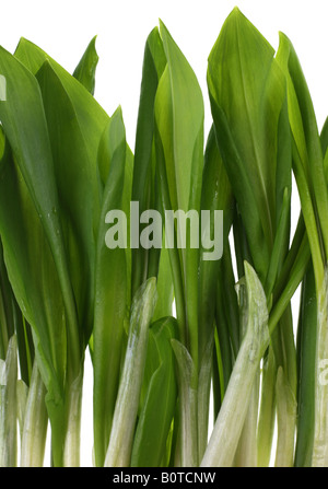 Légumes botte Ramson isolé sur fond blanc Banque D'Images