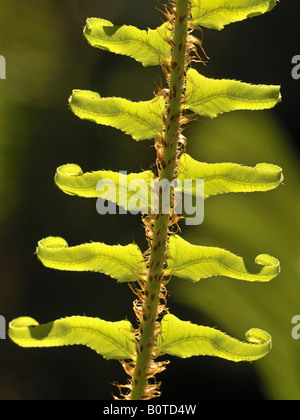 Épée commune Polystichum munitum Banque D'Images