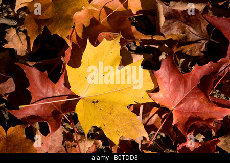 Mapple rouge et jaune feuilles en automne Banque D'Images