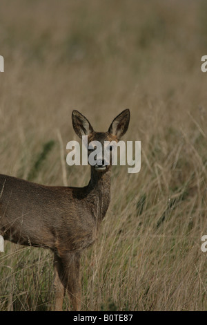 Les jeunes chevreuils Capreolus capreolus Banque D'Images