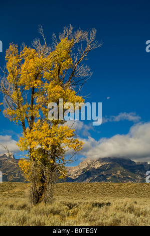 Lune au-dessus des montagnes et sur les feuilles d'or à l'automne d'arbres cottonwood Parc National de Grand Teton Wyoming Banque D'Images