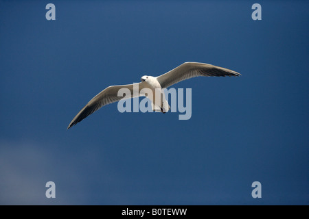 Le goéland d'Audouin Larus audouinii printemps Espagne vol Banque D'Images