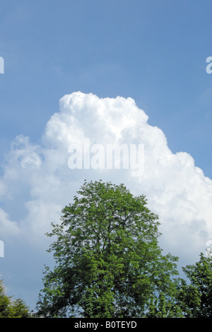 D'imposants Cumulus blanc contre un ciel bleu Banque D'Images