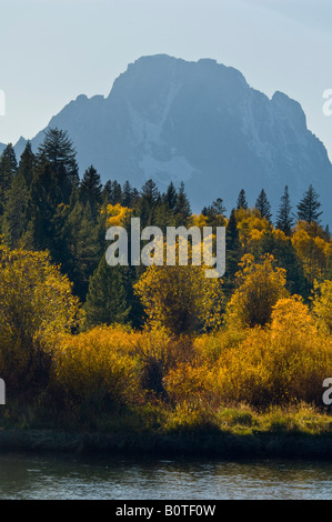 Les couleurs de l'Automne doré sur les arbres le long de la rivière Snake ci-dessous Mont Moran mountain Grand Teton National Park Wyoming Banque D'Images