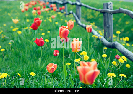 Blooming Tulip Tulipa fleurs et Taraxacum officinale pissenlit commun au jardin en bordure de ville à Valmiera Lettonie Banque D'Images