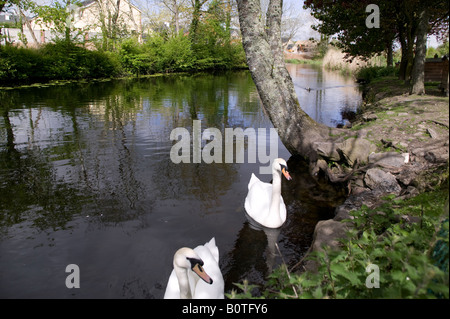 Les cygnes dans l'eau l'Irlande Banque D'Images