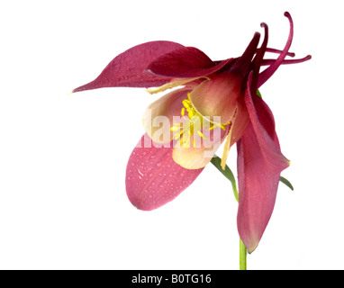 Aquilegia Spring Magic sur fond blanc Banque D'Images