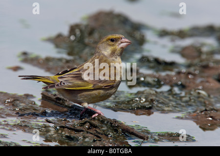 Verdier Carduelis chloris flaque à Sutton Bedfordshire Banque D'Images