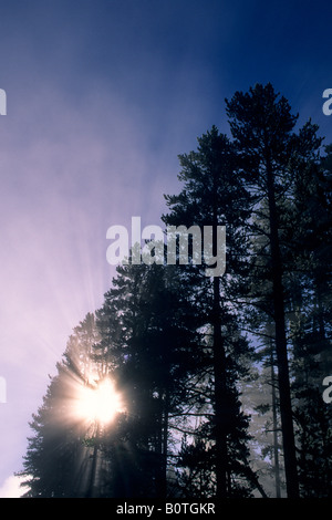 Automne Misty morning sunrise par godbeams pine tree Hayden Valley Parc National de Yellowstone au Wyoming Banque D'Images