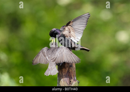 Sansonnet Sturnus vulgaris nourrir les jeunes Potton Bedfordshire Banque D'Images