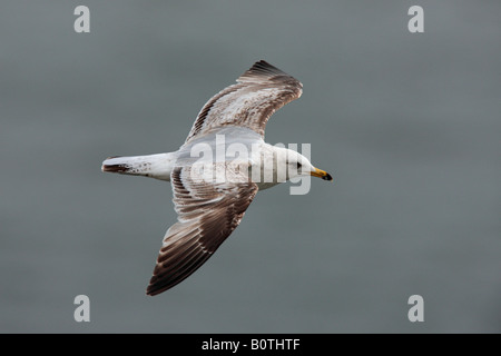 Juvenile Herring Gull Larus argentatus en vol en début de soirée des falaises de Bempton Yorkshire Banque D'Images