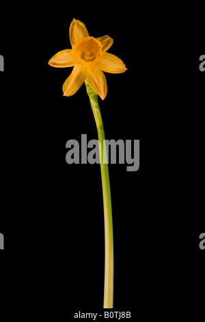 Fleur miniature (Narcissus) studio allumé sur un fond noir Banque D'Images