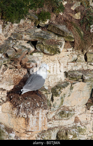 Mouette tridactyle (Rissa tridactyla) sur les falaises de Bempton nid Yorkshire Banque D'Images