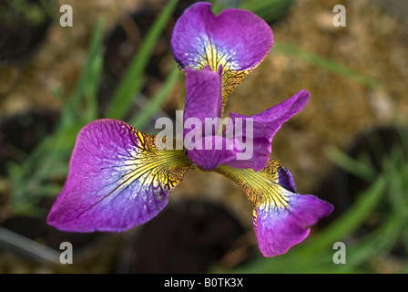 Belle Iris sibirica 'Rose' mousseux en mai Banque D'Images