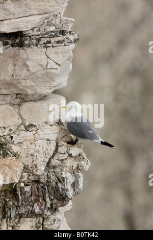 Mouette tridactyle (Rissa tridactyla) sur rock ledge Bempton Cliffs Yorkshire Banque D'Images