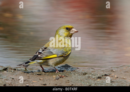 Verdier Carduelis chloris flaque à Sutton Bedfordshire Banque D'Images