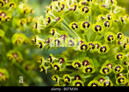 Euphorbia characias Black Pearl Banque D'Images