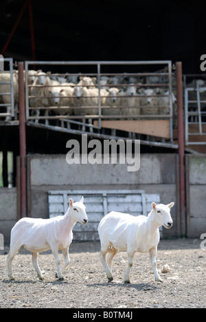 La tonte des moutons à la ferme nouvellement SUR NR LLANIDLOES POWYS PAYS DE GALLES Banque D'Images