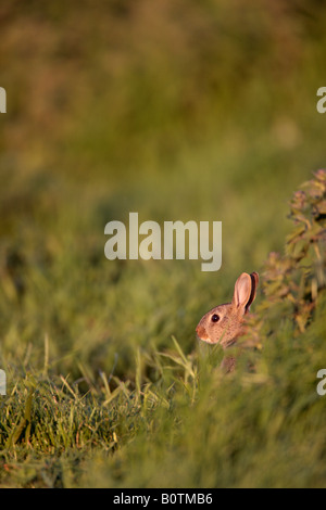 Jeune lapin Oryctolagus cuniculus en début de soirée light - Bedfordshire Banque D'Images