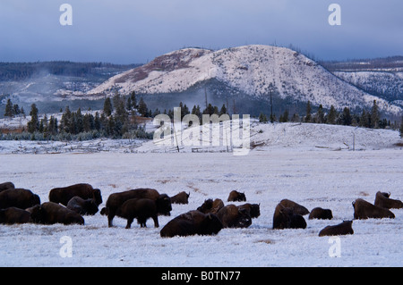 Troupeau de bisons de Buffalo dans le pré à l'aube tempête d'automne après près de Lower Geyser Basin Le Parc National de Yellowstone au Wyoming Banque D'Images