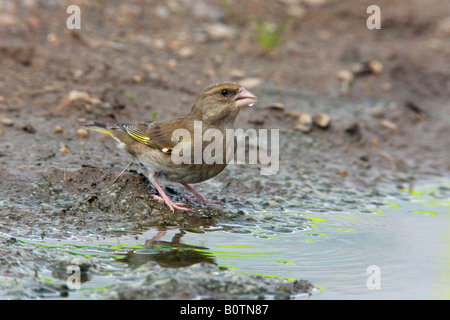 Verdier Carduelis chloris flaque à Sutton Bedfordshire Banque D'Images